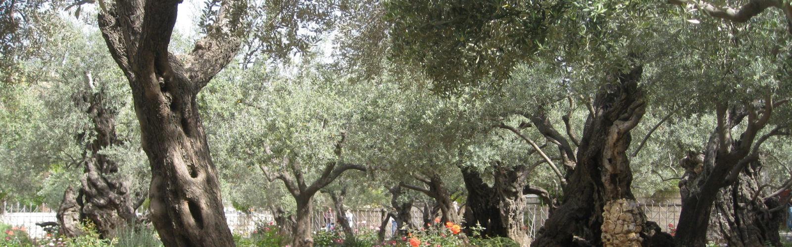 G1068 Γεθσημανῆ Gethsēmanē gheth-say-man-ay' Of Chaldee origin (compare [H1660] and [H8081]); oil press; Gethsemane, a garden near Jerusalem: - Gethsemane. Total KJV occurrences: 2