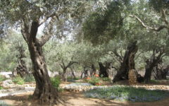 G1068 Γεθσημανῆ Gethsēmanē gheth-say-man-ay' Of Chaldee origin (compare [H1660] and [H8081]); oil press; Gethsemane, a garden near Jerusalem: - Gethsemane. Total KJV occurrences: 2
